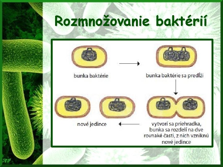 Rozmnožovanie baktérií 