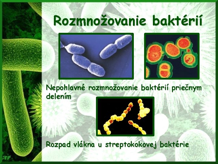 Rozmnožovanie baktérií Nepohlavné rozmnožovanie baktérií priečnym delením Rozpad vlákna u streptokokovej baktérie 