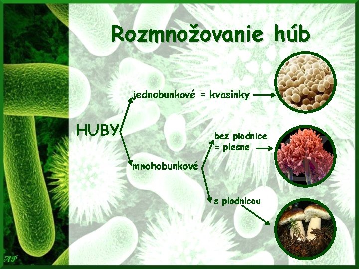 Rozmnožovanie húb jednobunkové = kvasinky HUBY bez plodnice = plesne mnohobunkové s plodnicou 