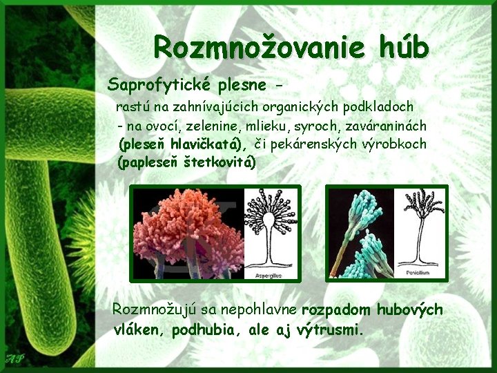 Rozmnožovanie húb Saprofytické plesne rastú na zahnívajúcich organických podkladoch - na ovocí, zelenine, mlieku,