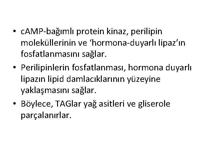  • c. AMP-bağımlı protein kinaz, perilipin moleküllerinin ve ‘hormona-duyarlı lipaz’ın fosfatlanmasını sağlar. •