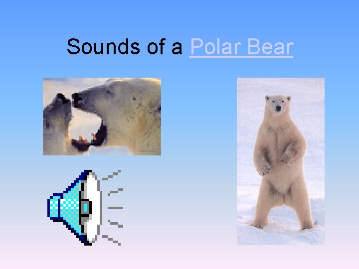 Sounds of a Polar Bear 