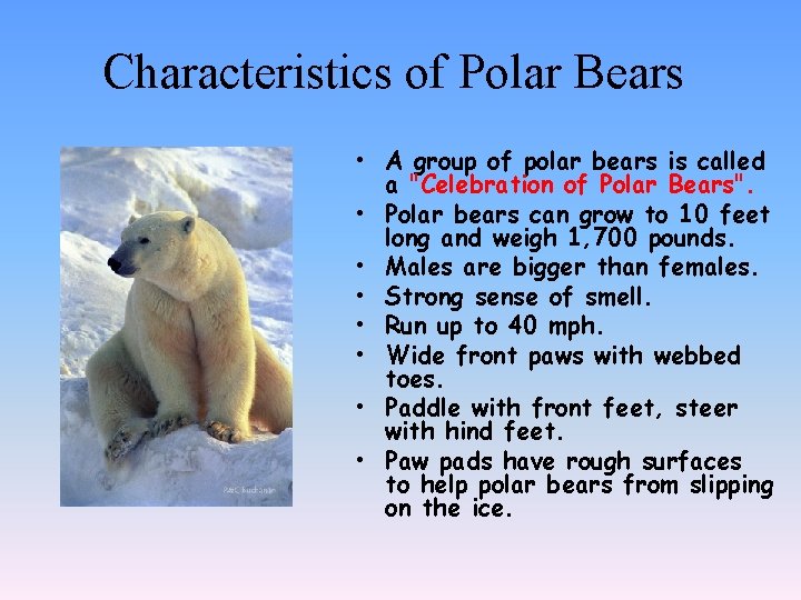 Characteristics of Polar Bears • A group of polar bears is called a "Celebration