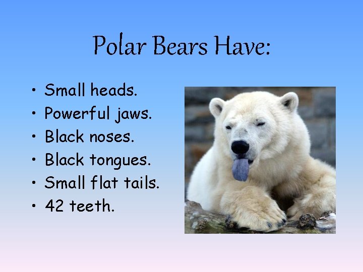 Polar Bears Have: • • • Small heads. Powerful jaws. Black noses. Black tongues.