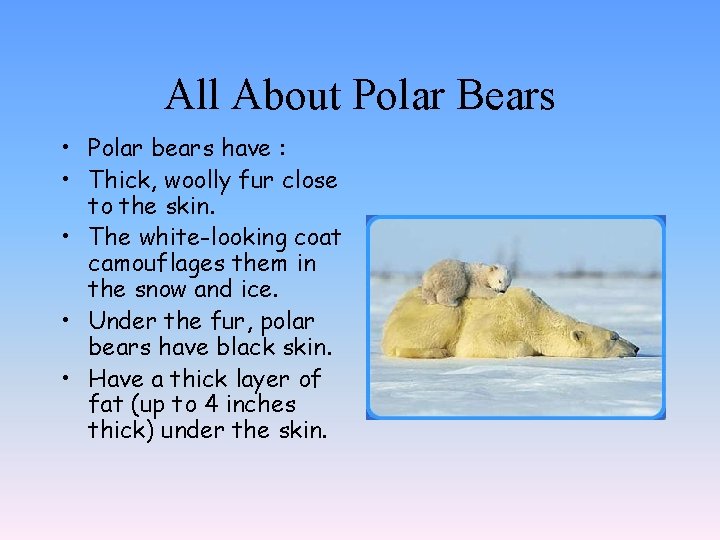 All About Polar Bears • Polar bears have : • Thick, woolly fur close