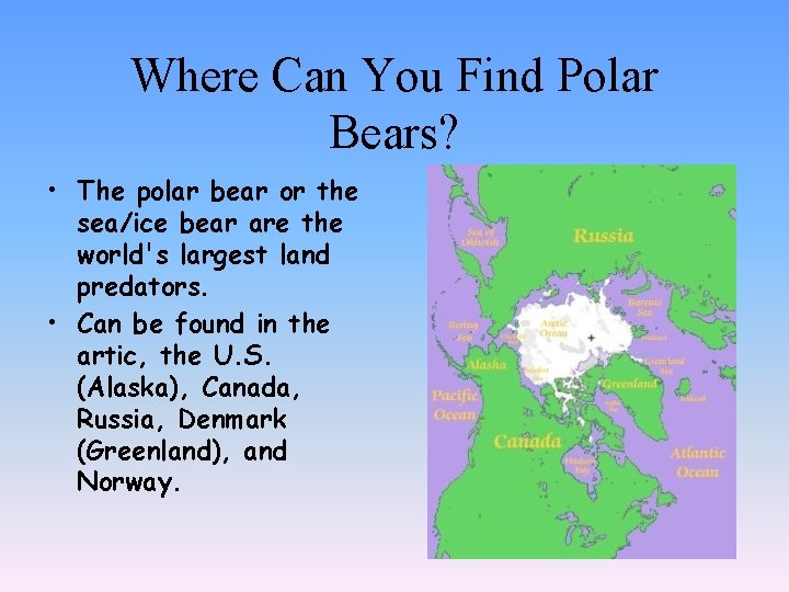 Where Can You Find Polar Bears? • The polar bear or the sea/ice bear