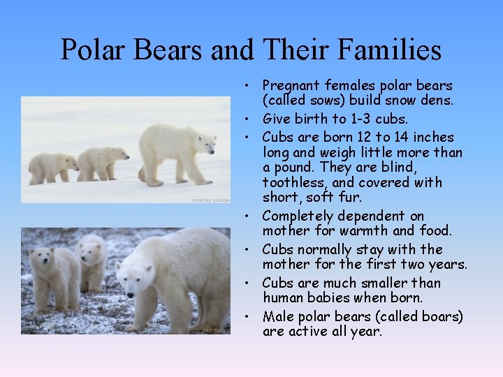 Polar Bears and Their Families • Pregnant females polar bears (called sows) build snow
