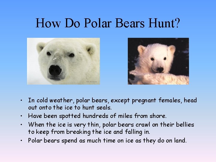 How Do Polar Bears Hunt? • In cold weather, polar bears, except pregnant females,