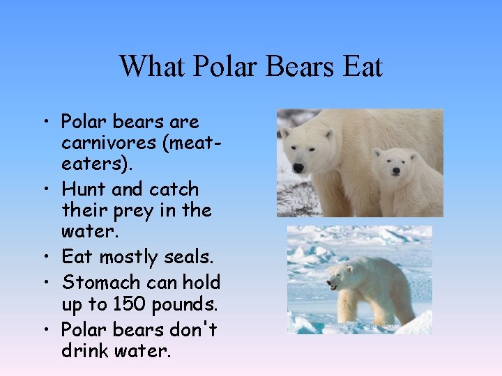 What Polar Bears Eat • Polar bears are carnivores (meateaters). • Hunt and catch