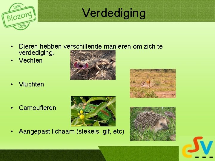 Verdediging • Dieren hebben verschillende manieren om zich te verdediging. • Vechten • Vluchten