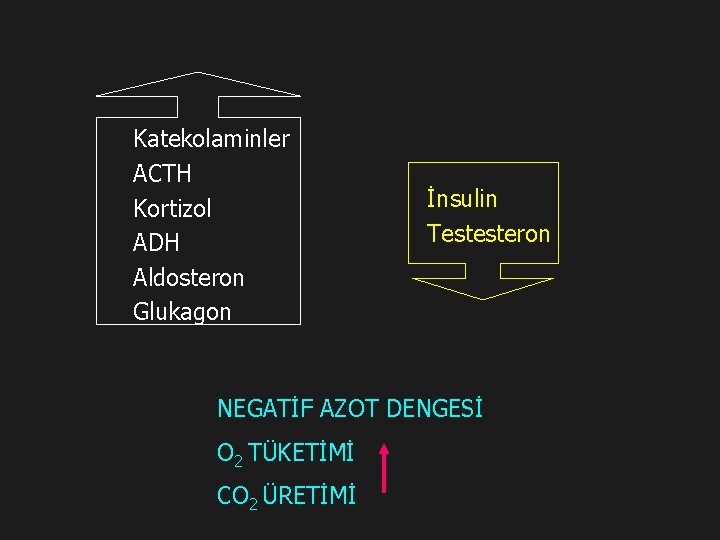 Katekolaminler ACTH Kortizol ADH Aldosteron Glukagon İnsulin Testesteron NEGATİF AZOT DENGESİ O 2 TÜKETİMİ