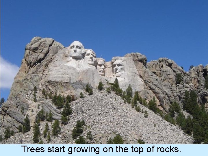 Trees start growing on the top of rocks. 