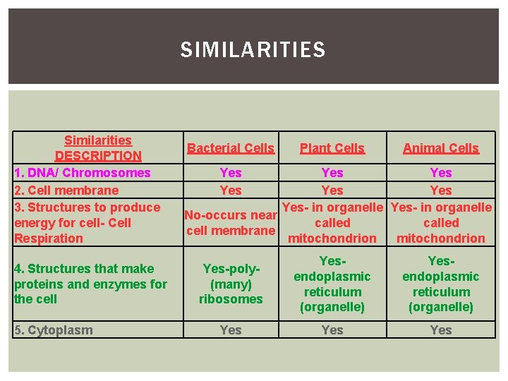 SIMILARITIES Similarities DESCRIPTION 1. DNA/ Chromosomes 2. Cell membrane 3. Structures to produce energy