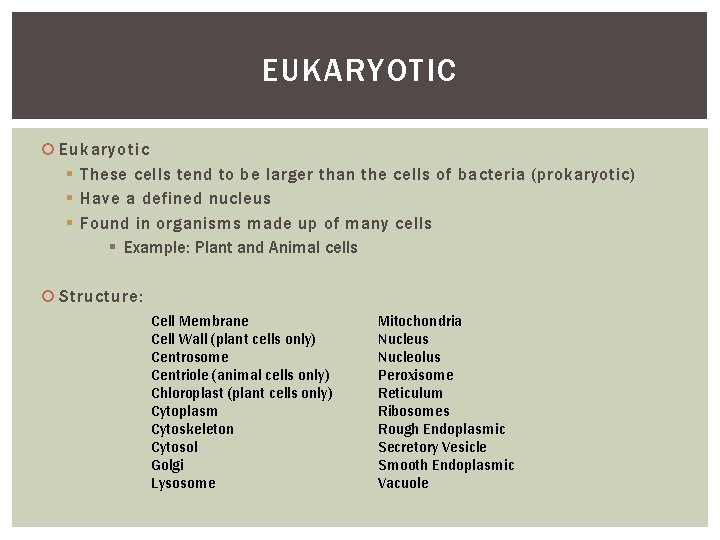 EUKARYOTIC Eukaryotic § These cells tend to be larger than the cells of bacteria