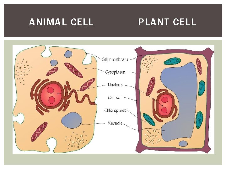 ANIMAL CELL PLANT CELL 