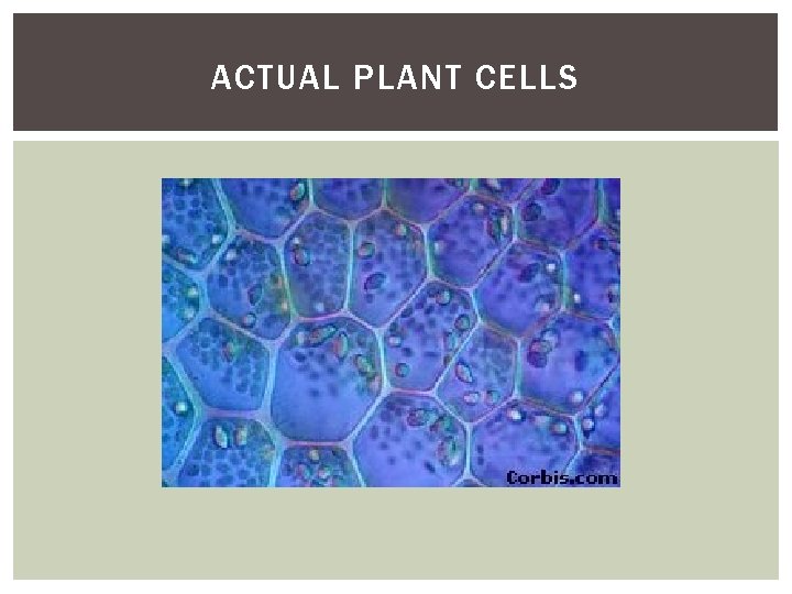 ACTUAL PLANT CELLS 