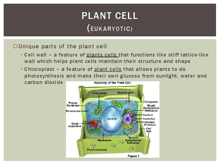 PLANT CELL ( EUKARYOTIC) Unique parts of the plant cell § Cell wall –