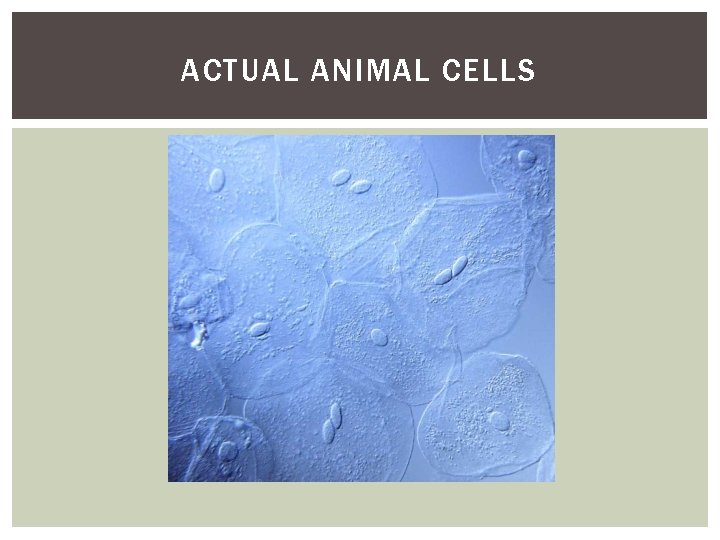 ACTUAL ANIMAL CELLS 