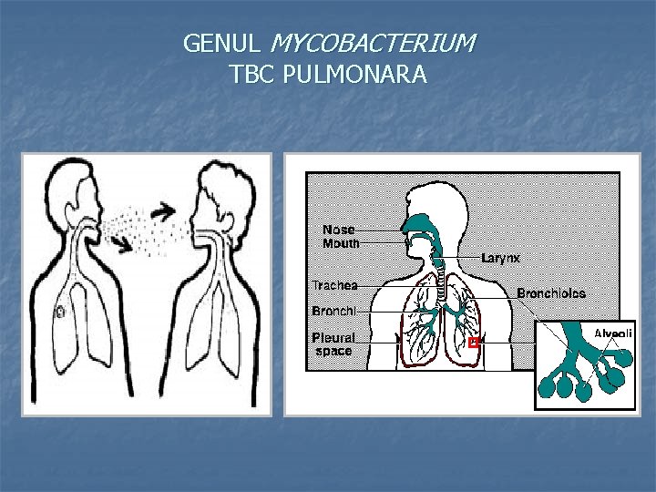 GENUL MYCOBACTERIUM TBC PULMONARA 