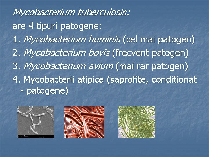 Mycobacterium tuberculosis: are 4 tipuri patogene: 1. Mycobacterium hominis (cel mai patogen) 2. Mycobacterium