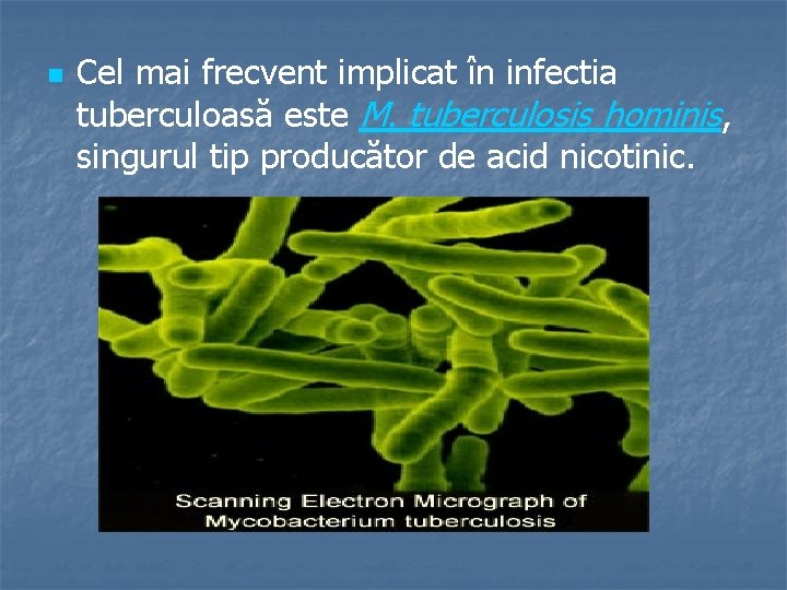 n Cel mai frecvent implicat în infectia tuberculoasă este M. tuberculosis hominis, singurul tip