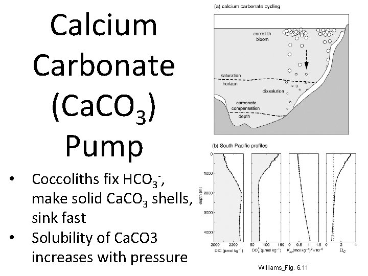 Calcium Carbonate (Ca. CO 3) Pump • • Coccoliths fix HCO 3 -, make