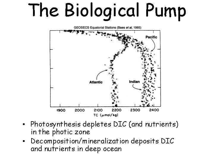 The Biological Pump • Photosynthesis depletes DIC (and nutrients) in the photic zone •