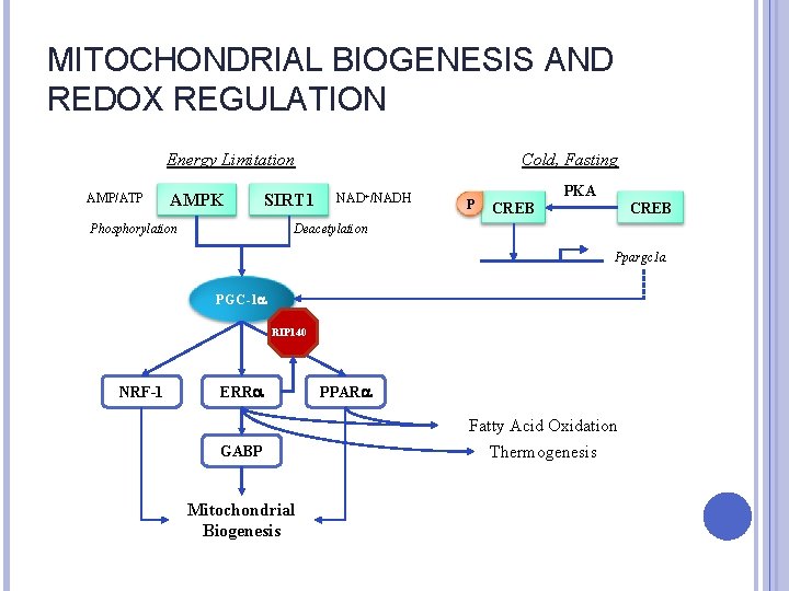 MITOCHONDRIAL BIOGENESIS AND REDOX REGULATION Energy Limitation AMP/ATP AMPK SIRT 1 Phosphorylation Cold, Fasting