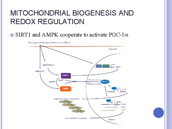MITOCHONDRIAL BIOGENESIS AND REDOX REGULATION SIRT 1 and AMPK cooperate to activate PGC-1 a