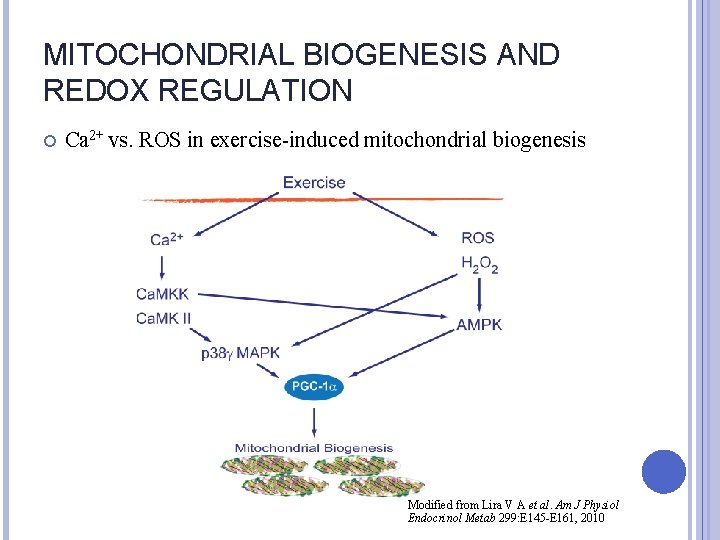 MITOCHONDRIAL BIOGENESIS AND REDOX REGULATION Ca 2+ vs. ROS in exercise-induced mitochondrial biogenesis Modified