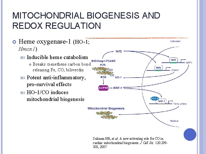 MITOCHONDRIAL BIOGENESIS AND REDOX REGULATION Heme oxygenase-1 (HO-1; Hmox 1) Inducible heme catabolism Breaks