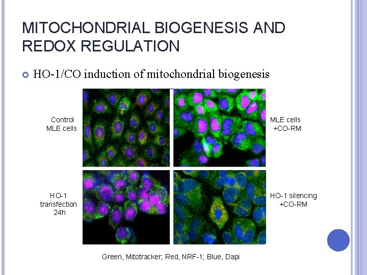 MITOCHONDRIAL BIOGENESIS AND REDOX REGULATION HO-1/CO induction of mitochondrial biogenesis Control MLE cells +CO-RM