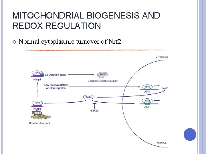 MITOCHONDRIAL BIOGENESIS AND REDOX REGULATION Normal cytoplasmic turnover of Nrf 2 