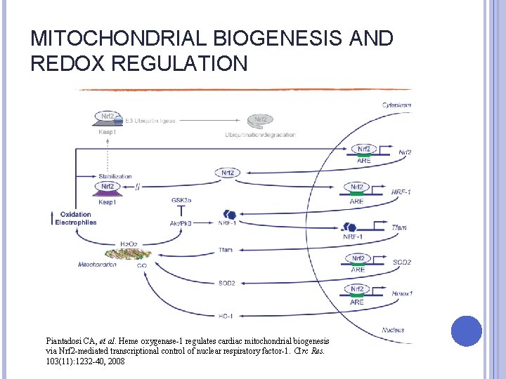 MITOCHONDRIAL BIOGENESIS AND REDOX REGULATION Piantadosi CA, et al. Heme oxygenase-1 regulates cardiac mitochondrial