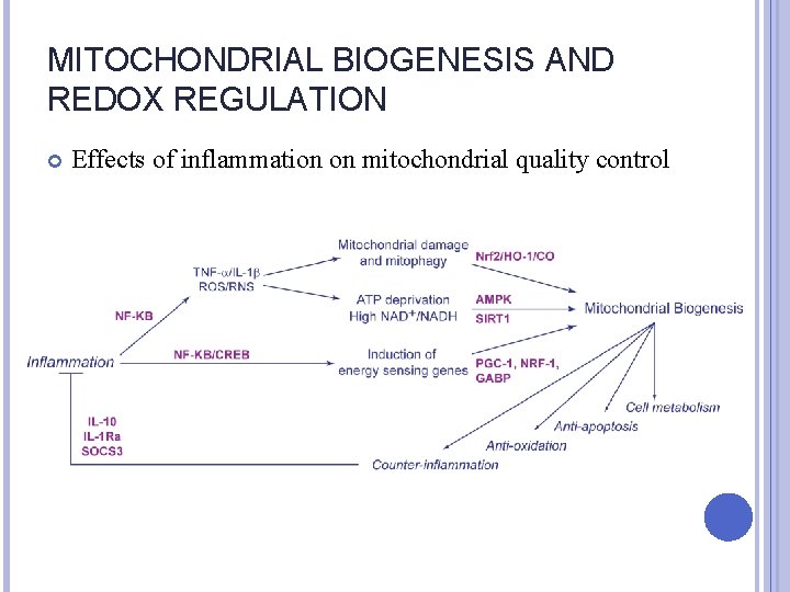 MITOCHONDRIAL BIOGENESIS AND REDOX REGULATION Effects of inflammation on mitochondrial quality control 
