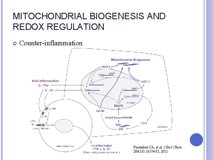 MITOCHONDRIAL BIOGENESIS AND REDOX REGULATION Counter-inflammation Piantadosi CA, et al. J Biol Chem. 286(18):
