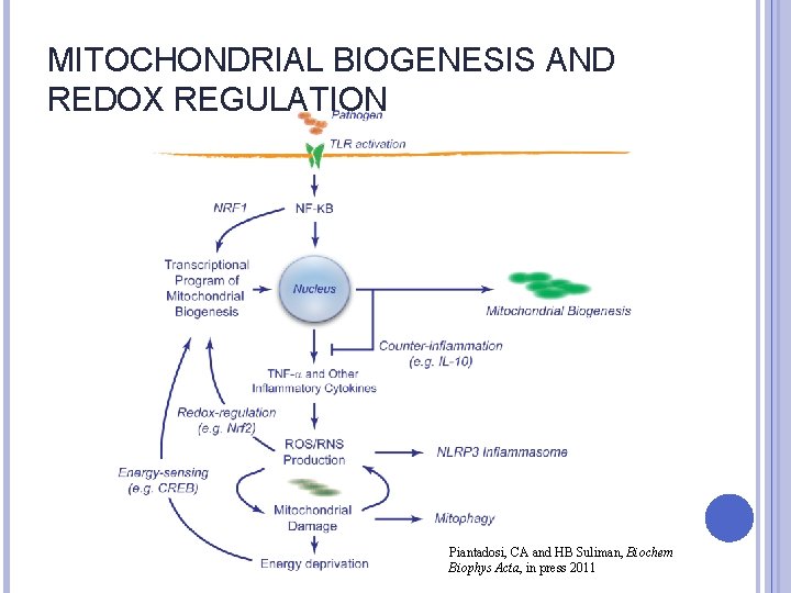 MITOCHONDRIAL BIOGENESIS AND REDOX REGULATION Piantadosi, CA and HB Suliman, Biochem Biophys Acta, in