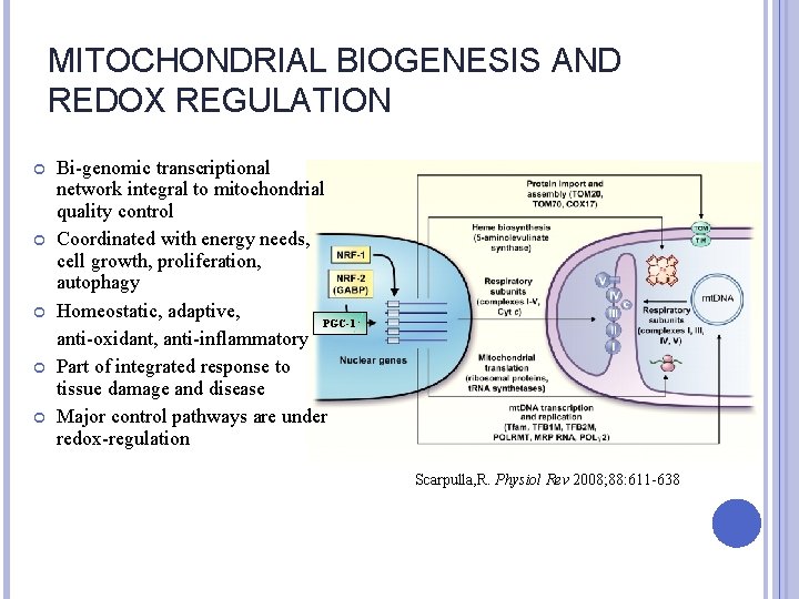MITOCHONDRIAL BIOGENESIS AND REDOX REGULATION Bi-genomic transcriptional network integral to mitochondrial quality control Coordinated