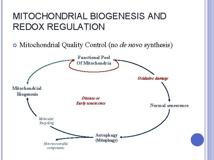 MITOCHONDRIAL BIOGENESIS AND REDOX REGULATION Mitochondrial Quality Control (no de novo synthesis) Functional Pool