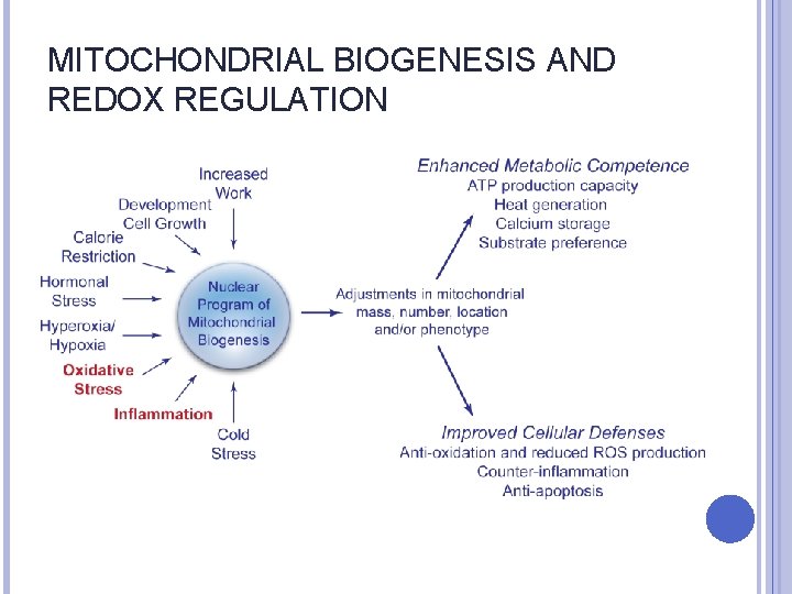 MITOCHONDRIAL BIOGENESIS AND REDOX REGULATION 