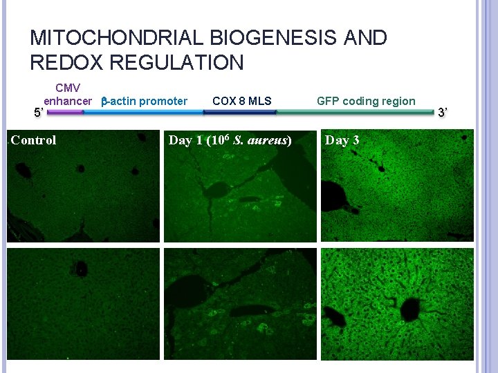MITOCHONDRIAL BIOGENESIS AND REDOX REGULATION CMV enhancer b-actin promoter 5’ Control COX 8 MLS