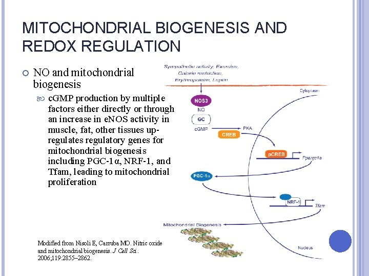 MITOCHONDRIAL BIOGENESIS AND REDOX REGULATION NO and mitochondrial biogenesis c. GMP production by multiple