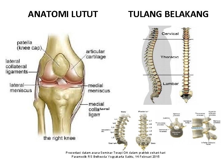 ANATOMI LUTUT TULANG BELAKANG Presentasi dalam acara Seminar Terapi OA dalam praktek sehari-hari Paramedik