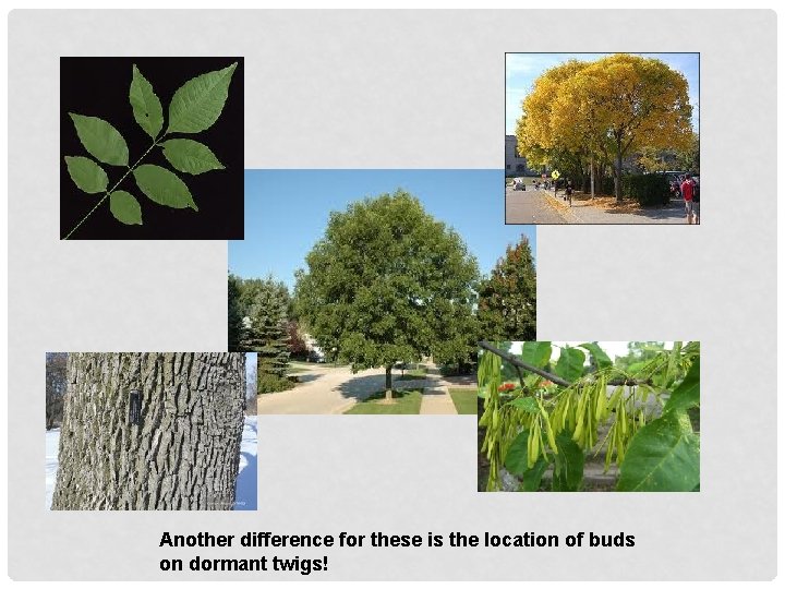 Another difference for these is the location of buds on dormant twigs! 