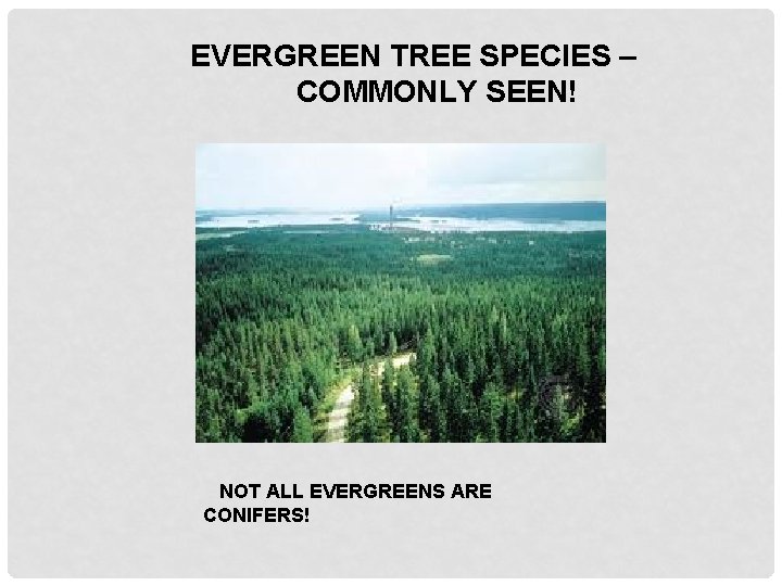 EVERGREEN TREE SPECIES – COMMONLY SEEN! NOT ALL EVERGREENS ARE CONIFERS! 