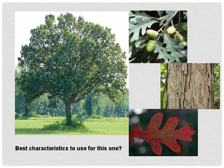 Best characteristics to use for this one? 