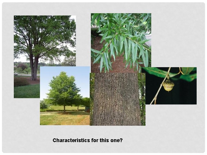 Characteristics for this one? 