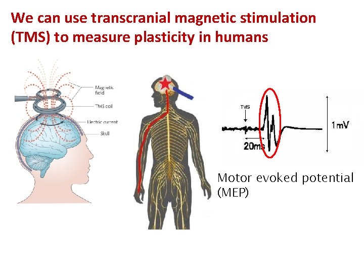 We can use transcranial magnetic stimulation (TMS) to measure plasticity in humans Motor evoked