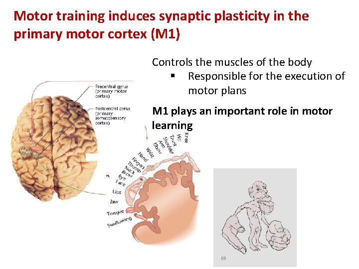 Motor training induces synaptic plasticity in the primary motor cortex (M 1) Controls the