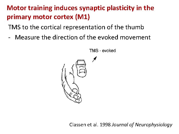 Motor training induces synaptic plasticity in the primary motor cortex (M 1) TMS to